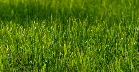 Backyard Golf Hole Grass